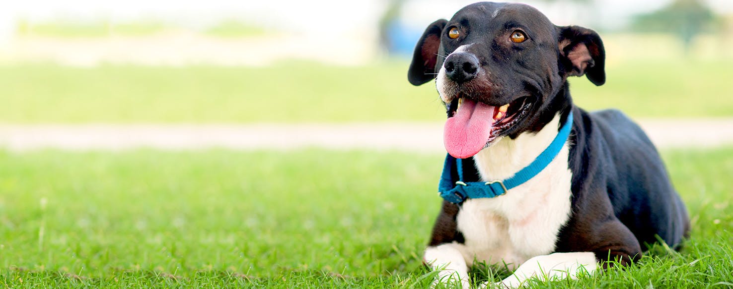 dog names meaning companion popular and female dog sitting names
